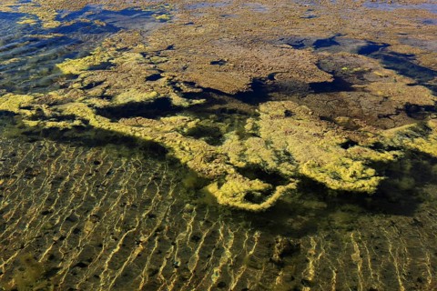 Algae in the crystallisation pool
