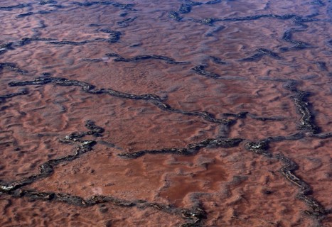 Red alga