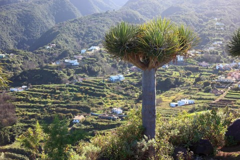 Dragon tree