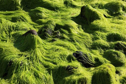 Inner Hebrides