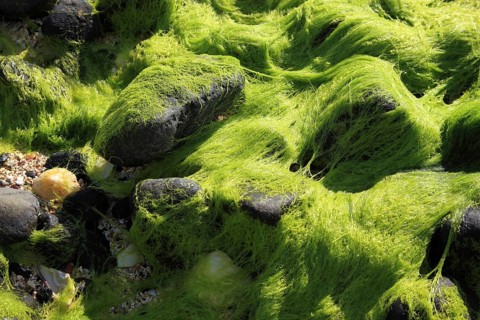 Inner Hebrides