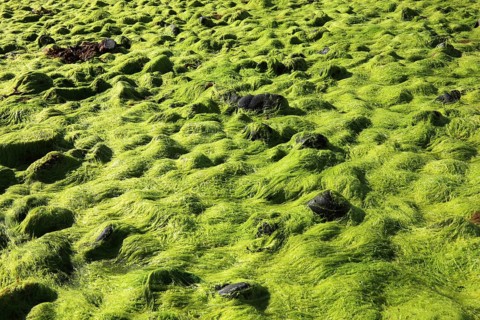 Inner Hebrides