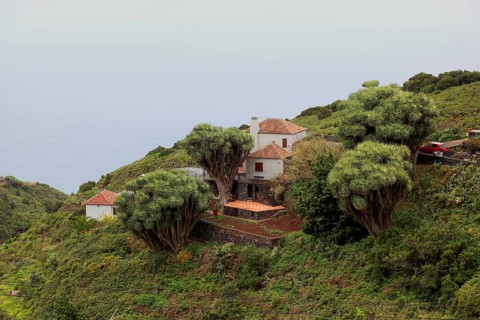 Dragon trees