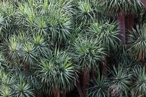 Dragon Tree