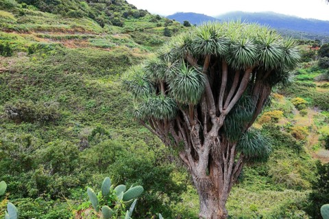 Dragon tree