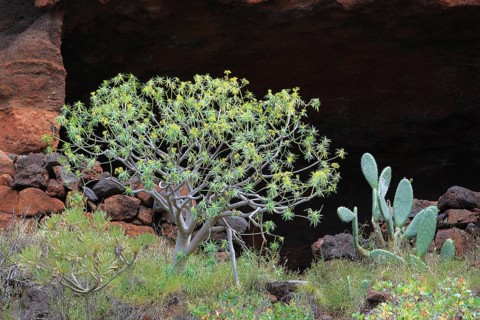 Landscape in the area of Las Cuevas de Aqua