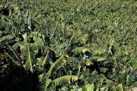 Banana plantations