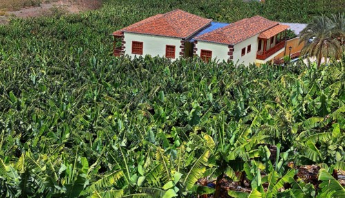 Banana plantations in the southwest of the island near Tazacorte
