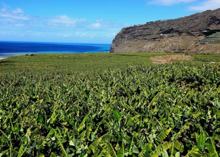 Banana plantations in the southwest of the island near Tazacorte