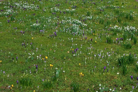 Meadow with crocuses