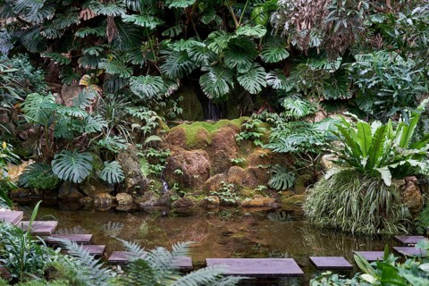 Exotic plants and small lake in the Palm House