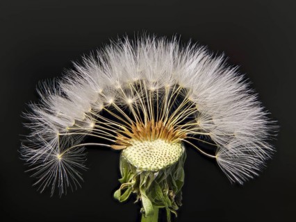 Common dandelion