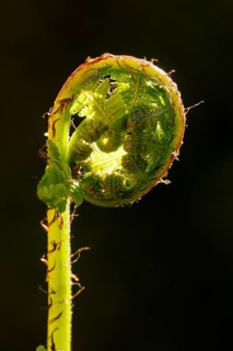 True male-fern