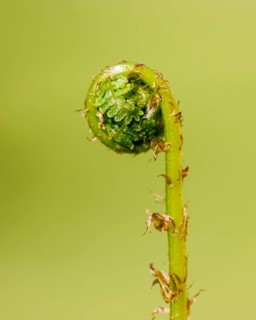 True male-fern