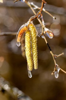 A hazelnut blossom in a thick coat of ice