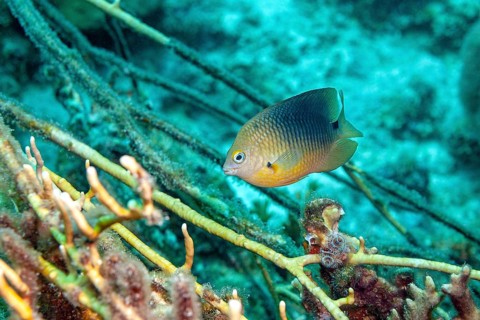 Damselfish in dense whip coral