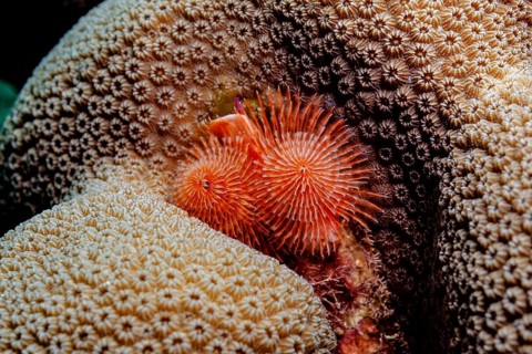 Christmas tree worm of a coral