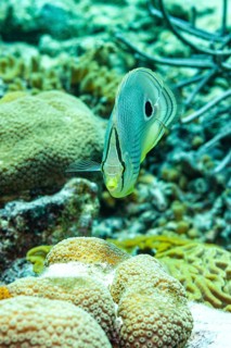 Four-eyed butterfly between corals