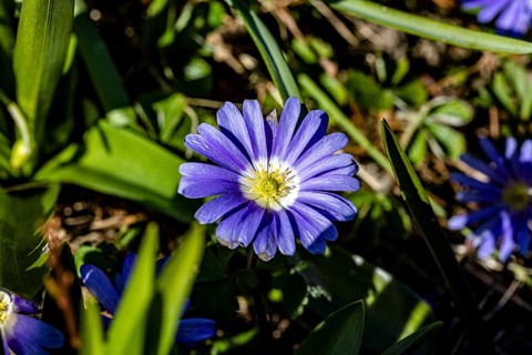 Blue anemone
