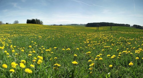 Panorama Rott