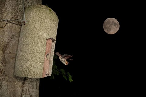Natterer's bat