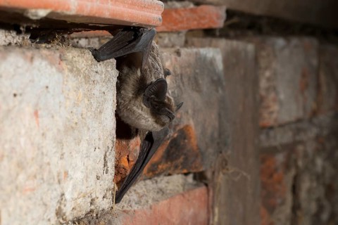 Parti-coloured bat