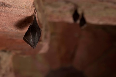 Lesser horseshoe bat