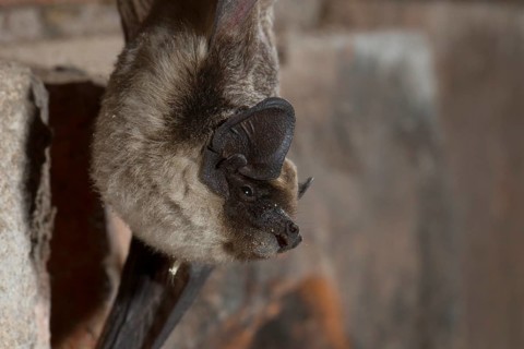 Parti-coloured bat