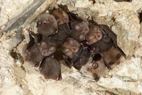 Lesser horseshoe bat