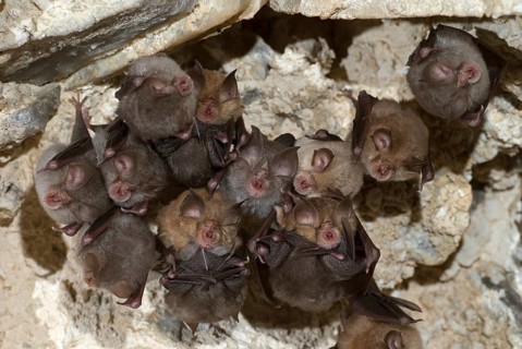 Lesser horseshoe bat