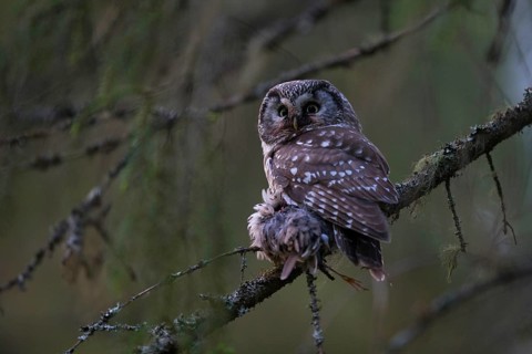 Tengmalm's Owl