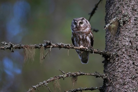 Tengmalm's Owl