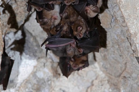 Lesser horseshoe bat
