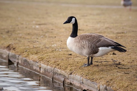 Canada goose in the Rheinaue