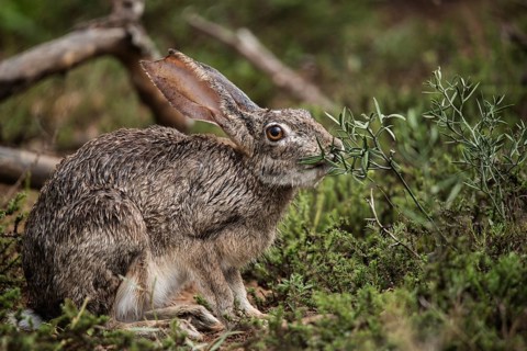 Hare in the bushes during the day in Addo Elephant National Park