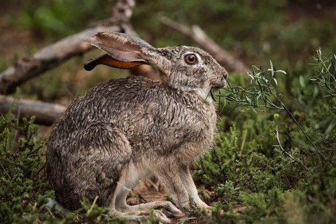 Hare in the bushes during the day in Addo Elephant National Park
