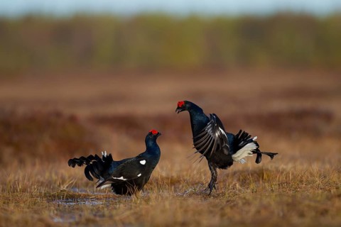 Black grouse