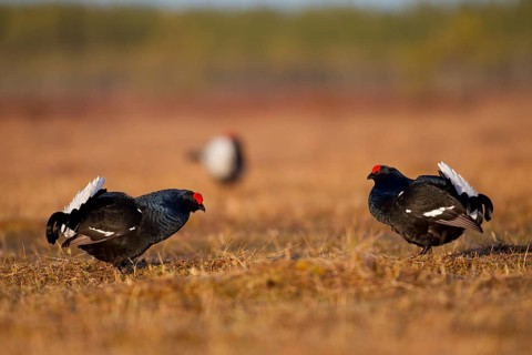 Black grouse