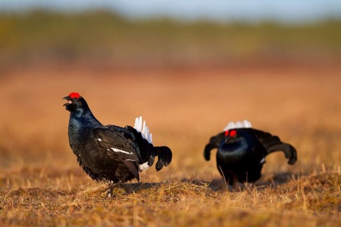 Black grouse