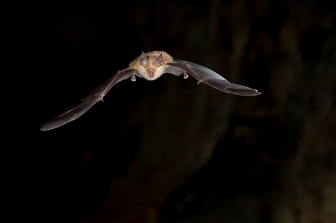 Greater horseshoe bat