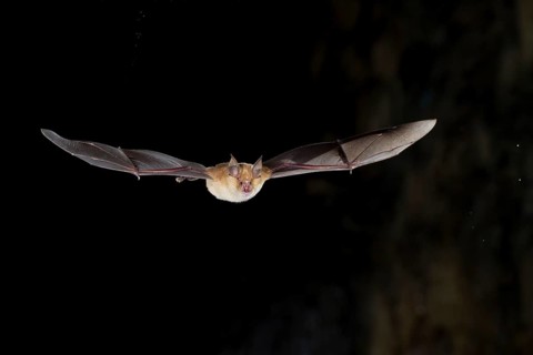 Greater horseshoe bat