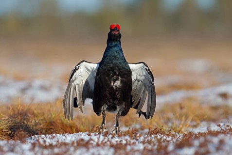 Black grouse