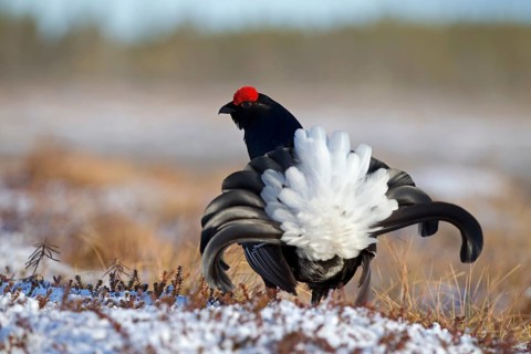 Black grouse