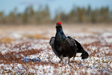 Black grouse