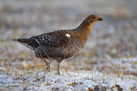 Black grouse