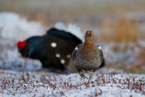 Black grouse