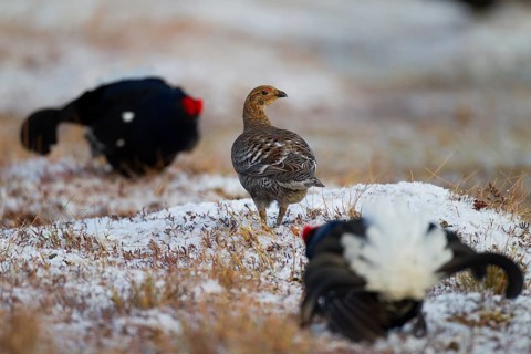 Black grouse