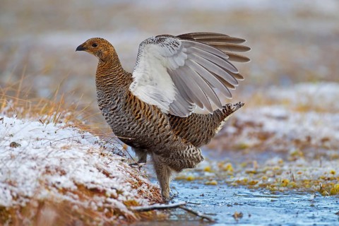 Black grouse