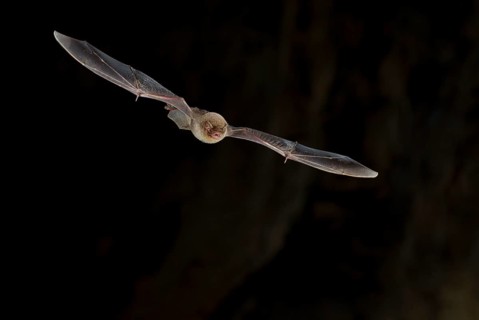 Common bent-wing bat
