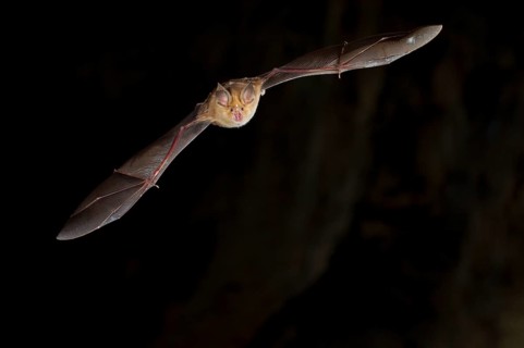 Greater horseshoe bat